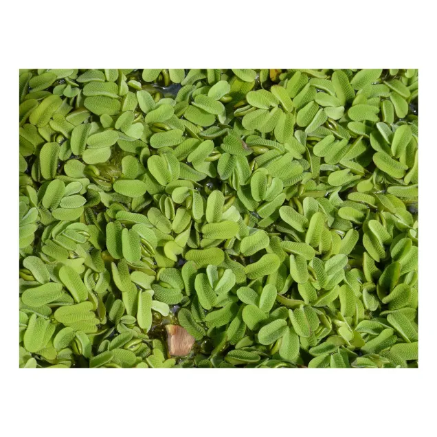 Salvinia auriculata pianta galleggiante antialghe in vitro