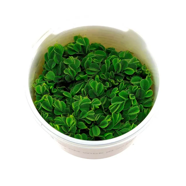 Salvinia auriculata pianta galleggiante antialghe in vitro