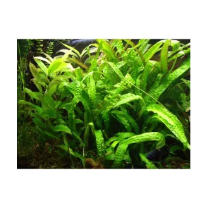 Cryptocoryne usteriana in vitro pianta rara