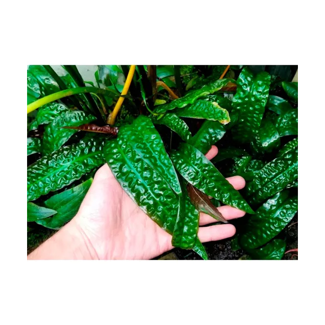 Cryptocoryne usteriana in vitro pianta rara