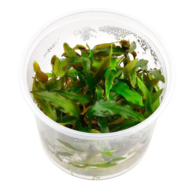 Cryptocoryne usteriana in vitro pianta rara