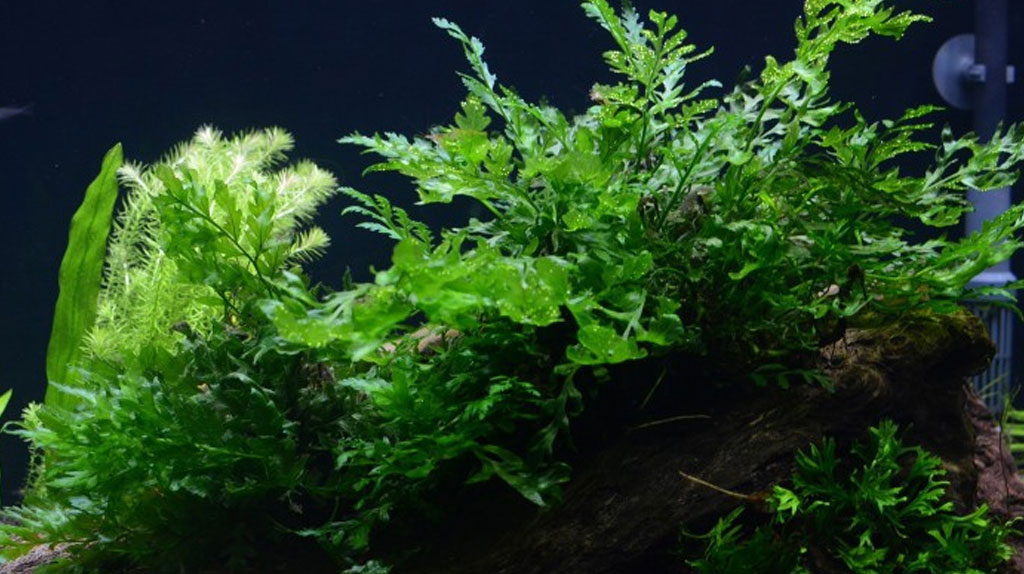 Bolbitis in acquario