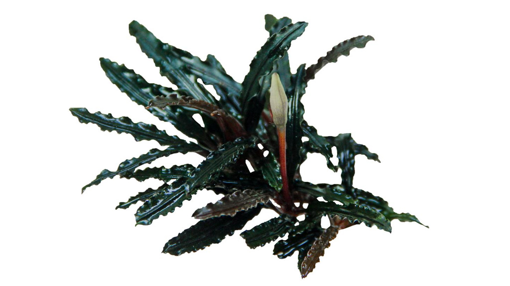 Buchepalandra pianta epifita per acquario