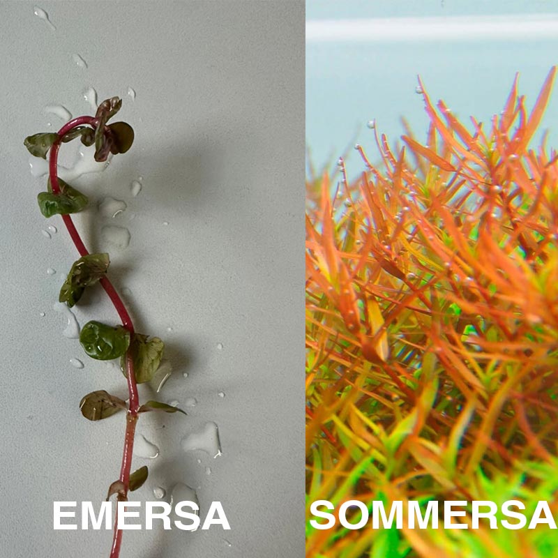 Differenza delle foglie della pianta Rotala in acquario