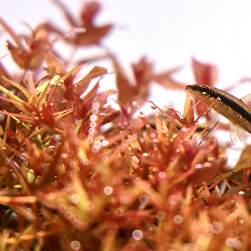 pesce volante che nuota tra le piante rotala in acquario