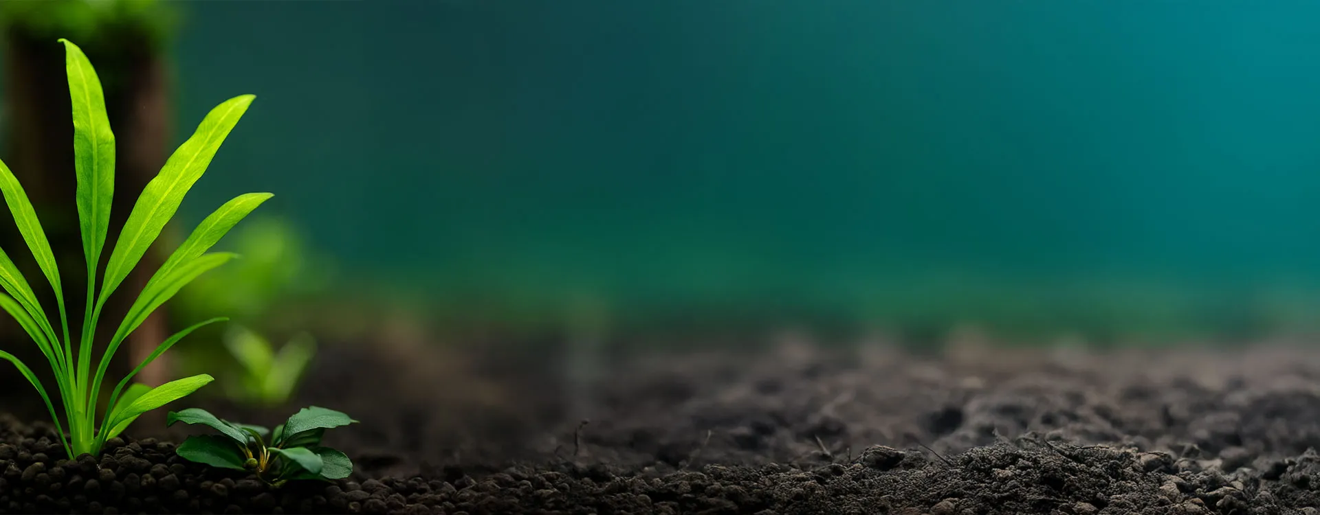 Fertilizzazione e Nutrizione delle Piante d’Acquario Fertilizzazione e Nutrizione delle Piante d’Acquario