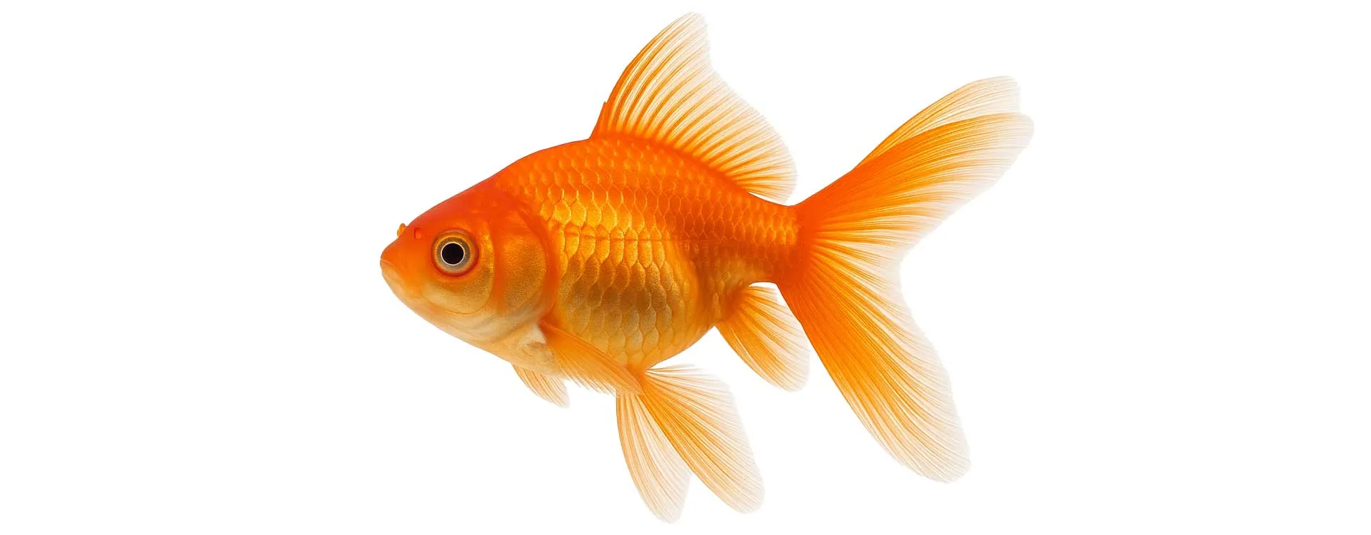 Pesci d’acqua dolce – Cura, alimentazione e habitat Pesci d’acqua dolce – Cura, alimentazione e habitat