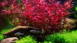 Piante per acquario