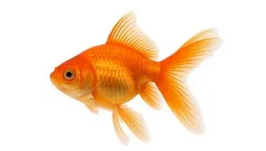 Pesci d’acqua dolce – Cura, alimentazione e habitat