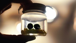 Marimo moss - alga palla