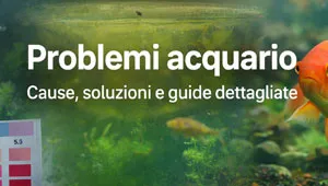 Problemi acquario: soluzioni rapide per acqua, pesci e piante