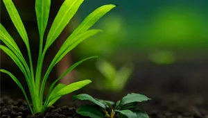 Fertilizzazione e Nutrizione delle Piante d’Acquario