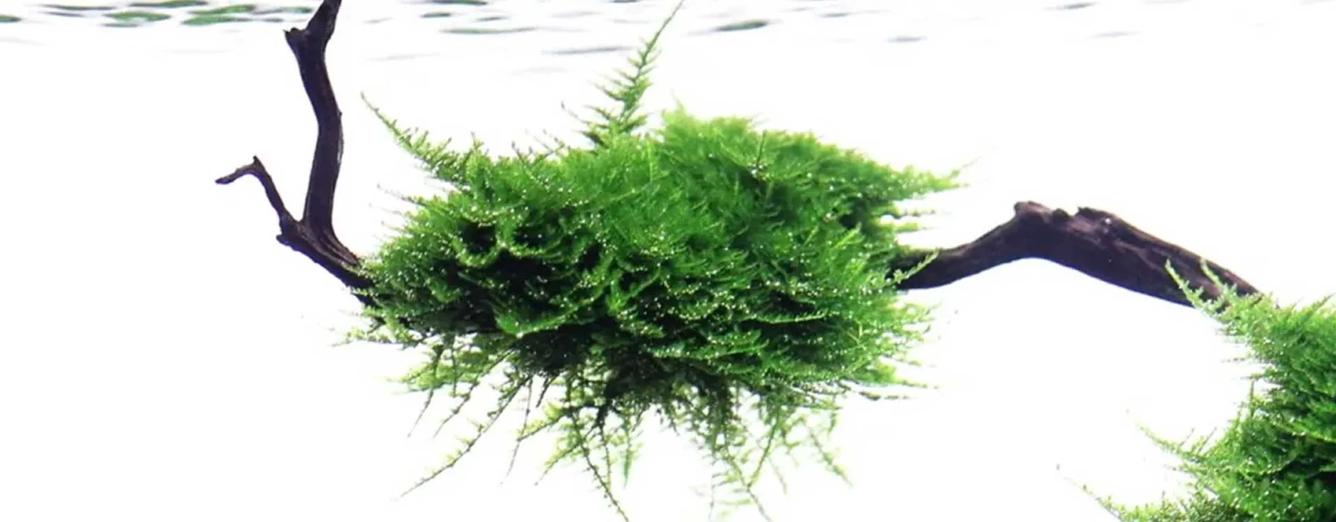 Basetta In Ceramica Rettangolare 5x10 Cm Con Griglia In Acciaio Per Coltivazione Muschi, Ideale Per Terrari E Bonsai