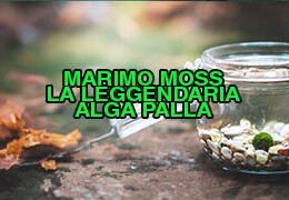 Marimo: La leggendaria alga palla per decorare la tua casa