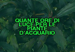Quante ore di luce per le piante in acquario?