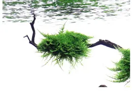 I migliori muschi per acquario