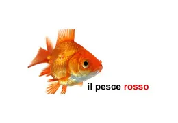 Il pesce rosso (Carrassius auratus): guida completa alla cura e alla gestione