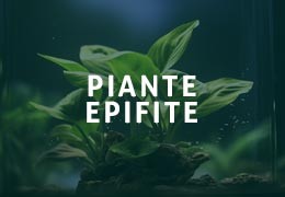 Piante epifite per acquari, tipi, curiosità e fertilizzanti