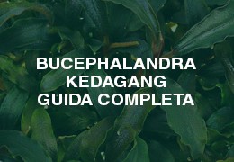 Bucephalandra Kedagang guida completa