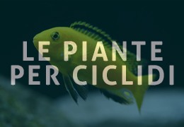 Le piante ideali per acquari con ciclidi